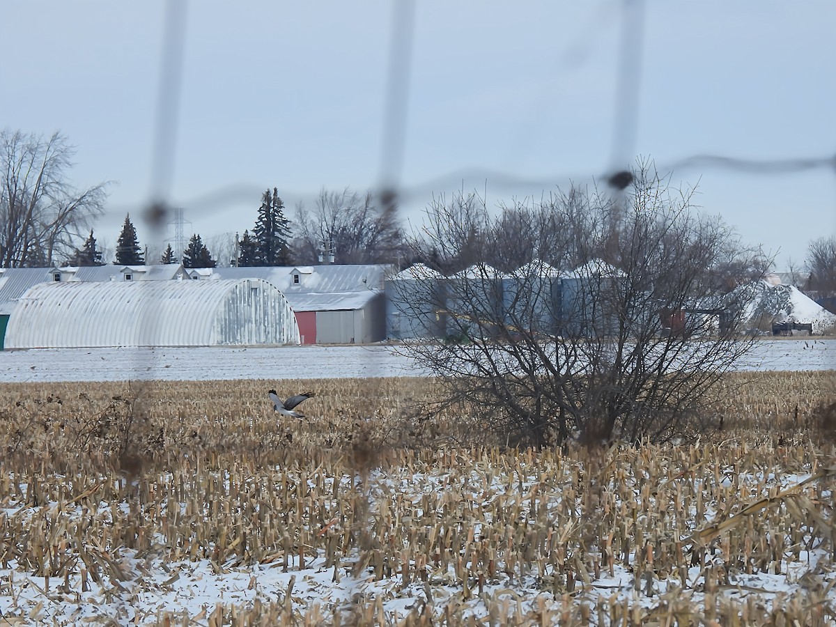 Northern Harrier - ML646352548