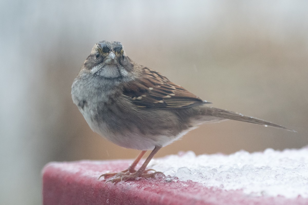 White-throated Sparrow - ML646352549