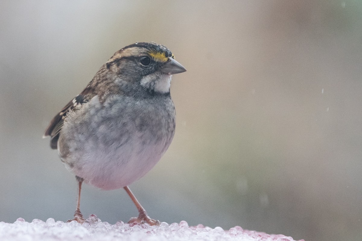 White-throated Sparrow - ML646352550