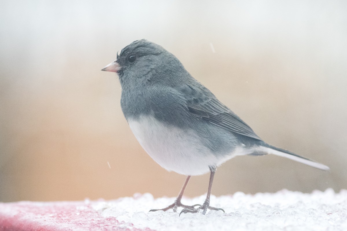 Dark-eyed Junco - ML646352552