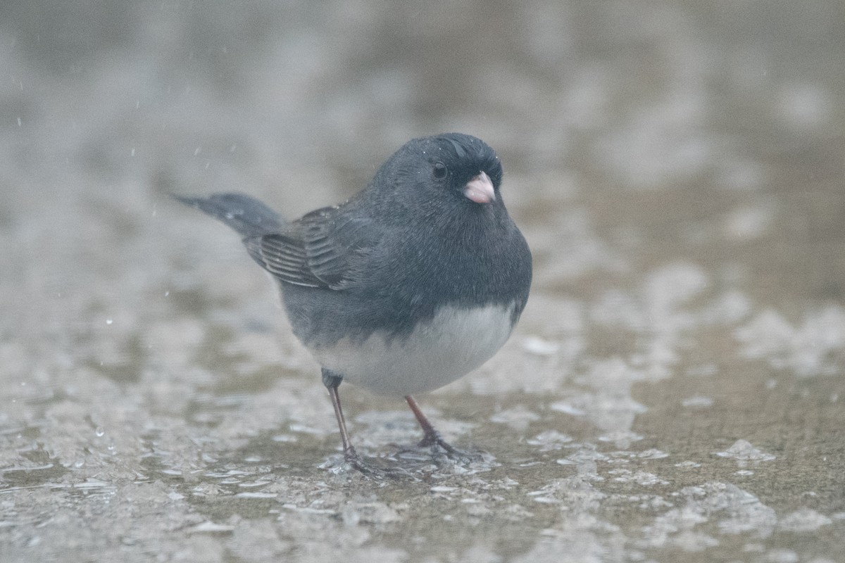 Dark-eyed Junco - ML646352553