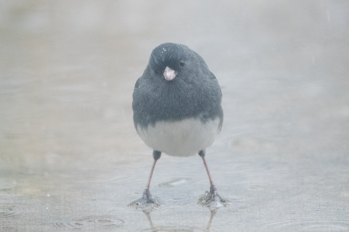 Dark-eyed Junco - ML646352554