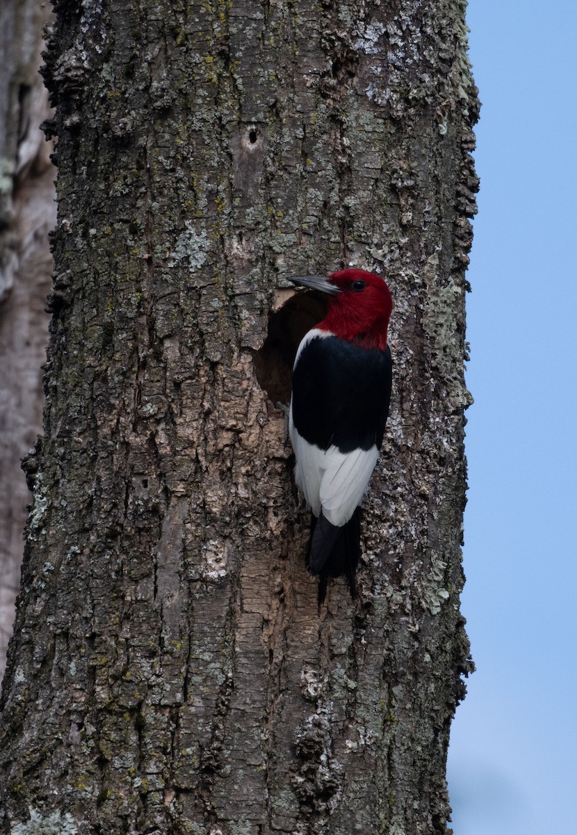 Red-headed Woodpecker - ML646352555