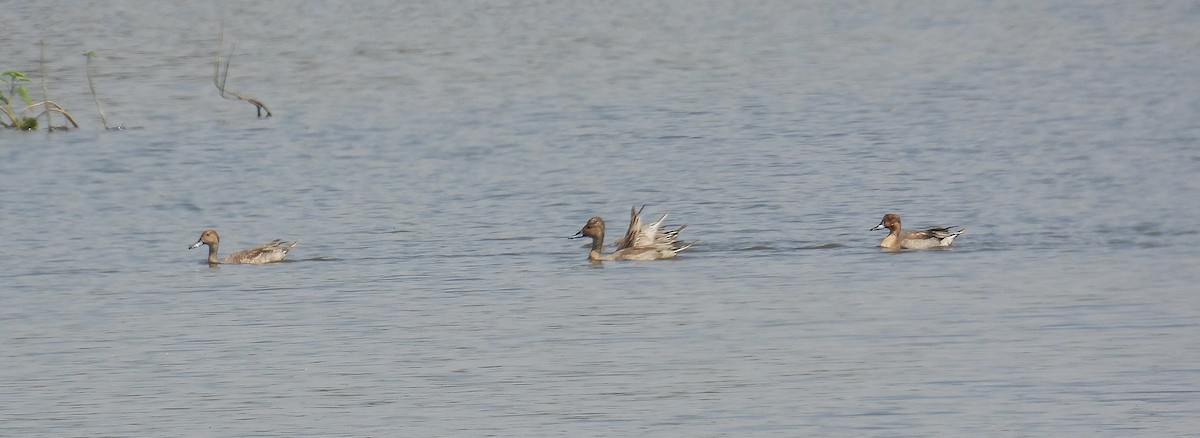 オナガガモ - ML646352556