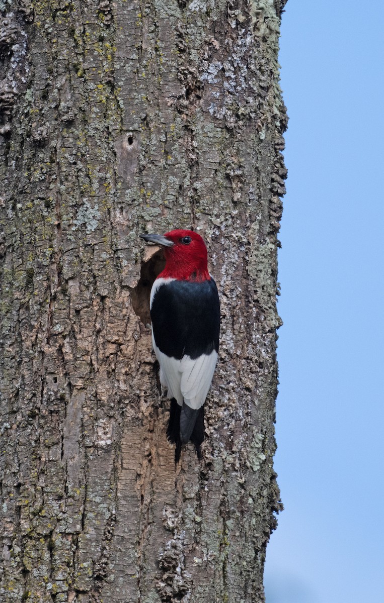Red-headed Woodpecker - ML646352557