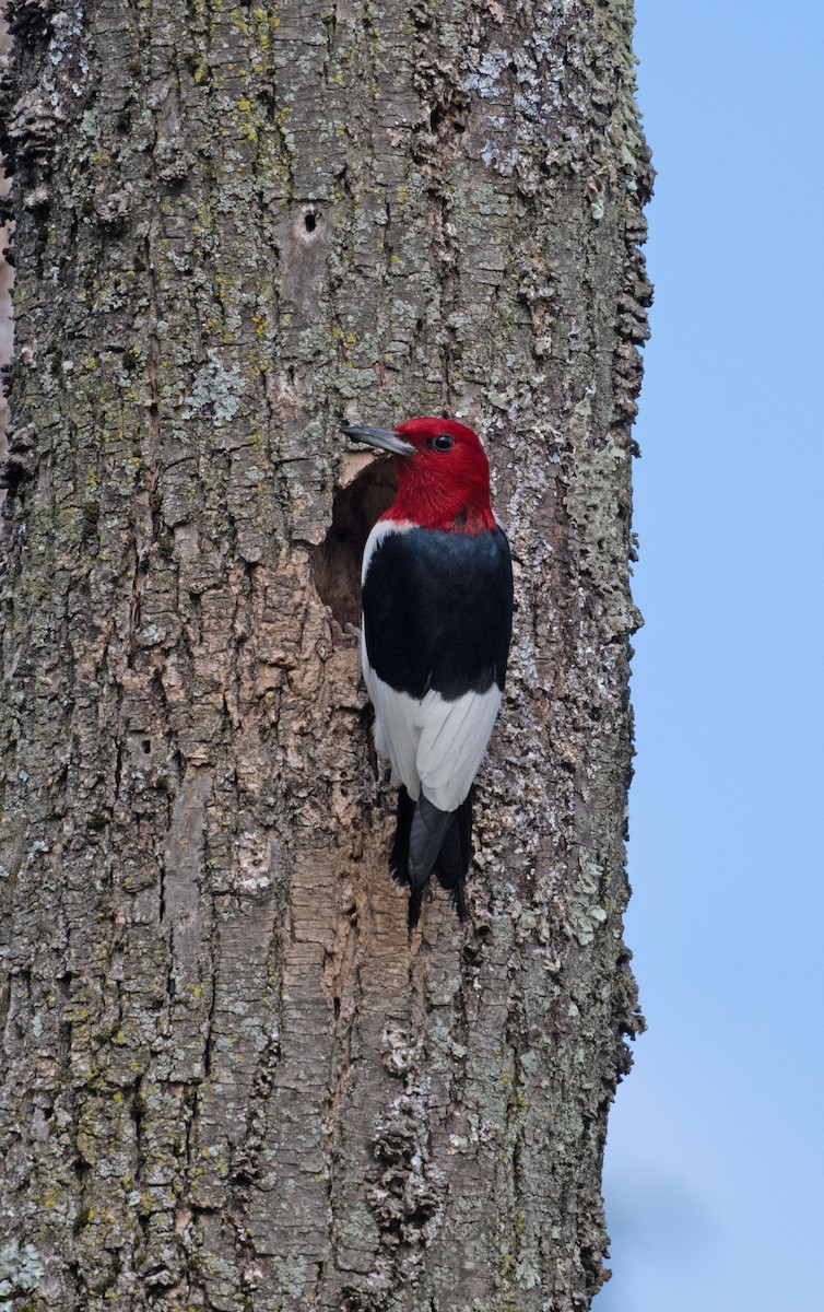 Red-headed Woodpecker - ML646352558