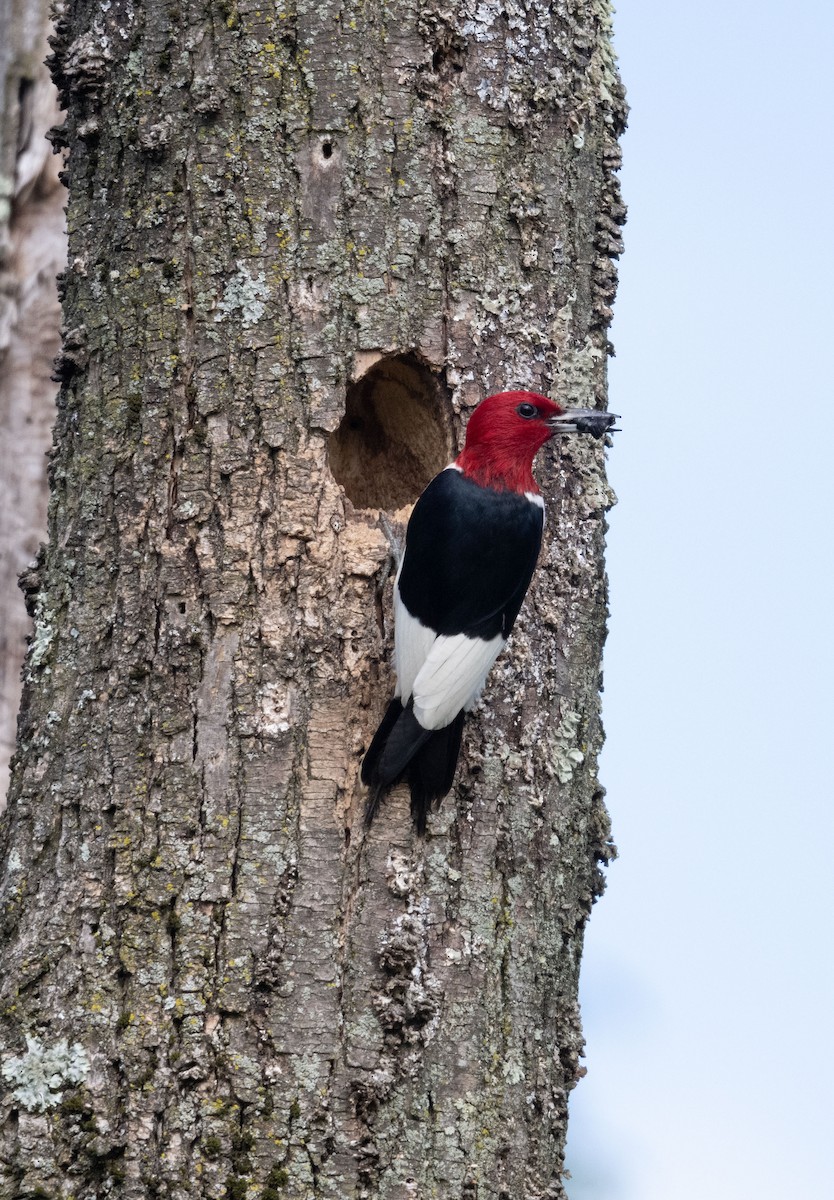 Red-headed Woodpecker - ML646352559