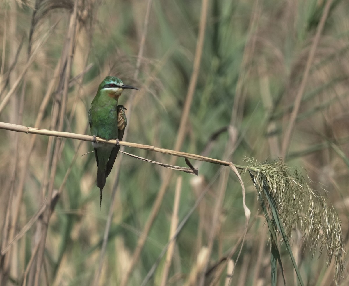 Зелёная щурка - ML646352561