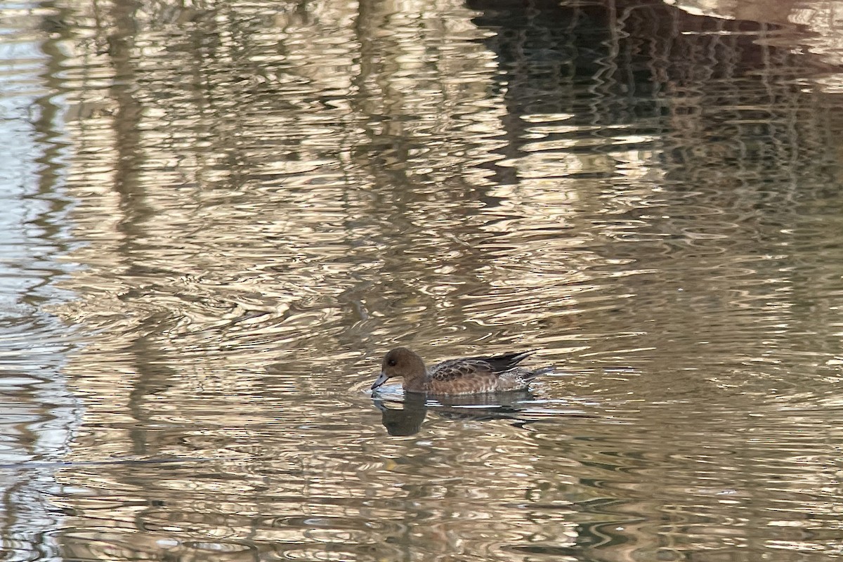 Eurasian Wigeon - ML646352562