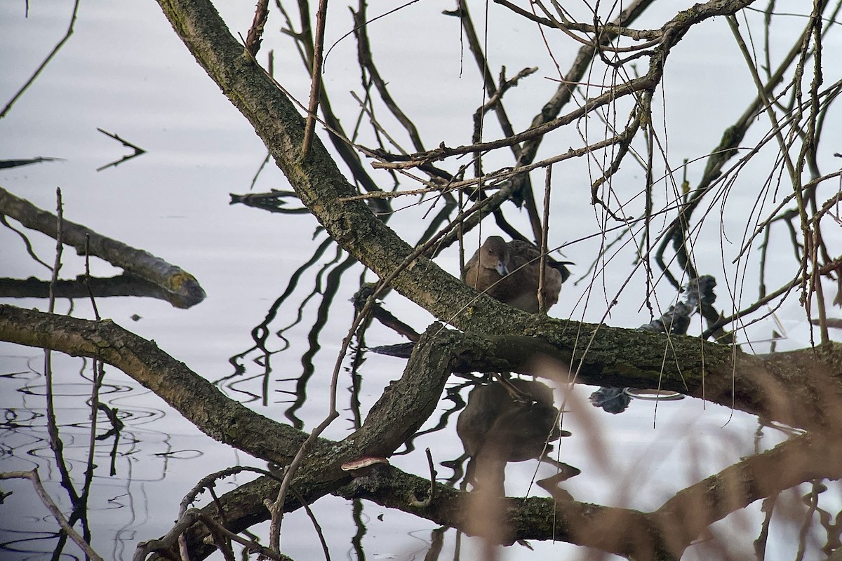 Eurasian Wigeon - ML646352563