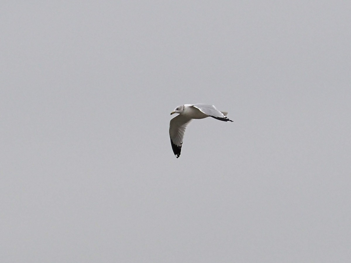 Ring-billed Gull - ML646352564