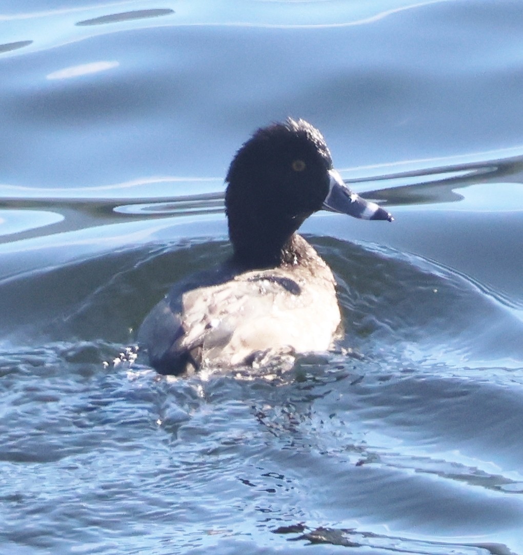 Ring-necked Duck - ML646352574