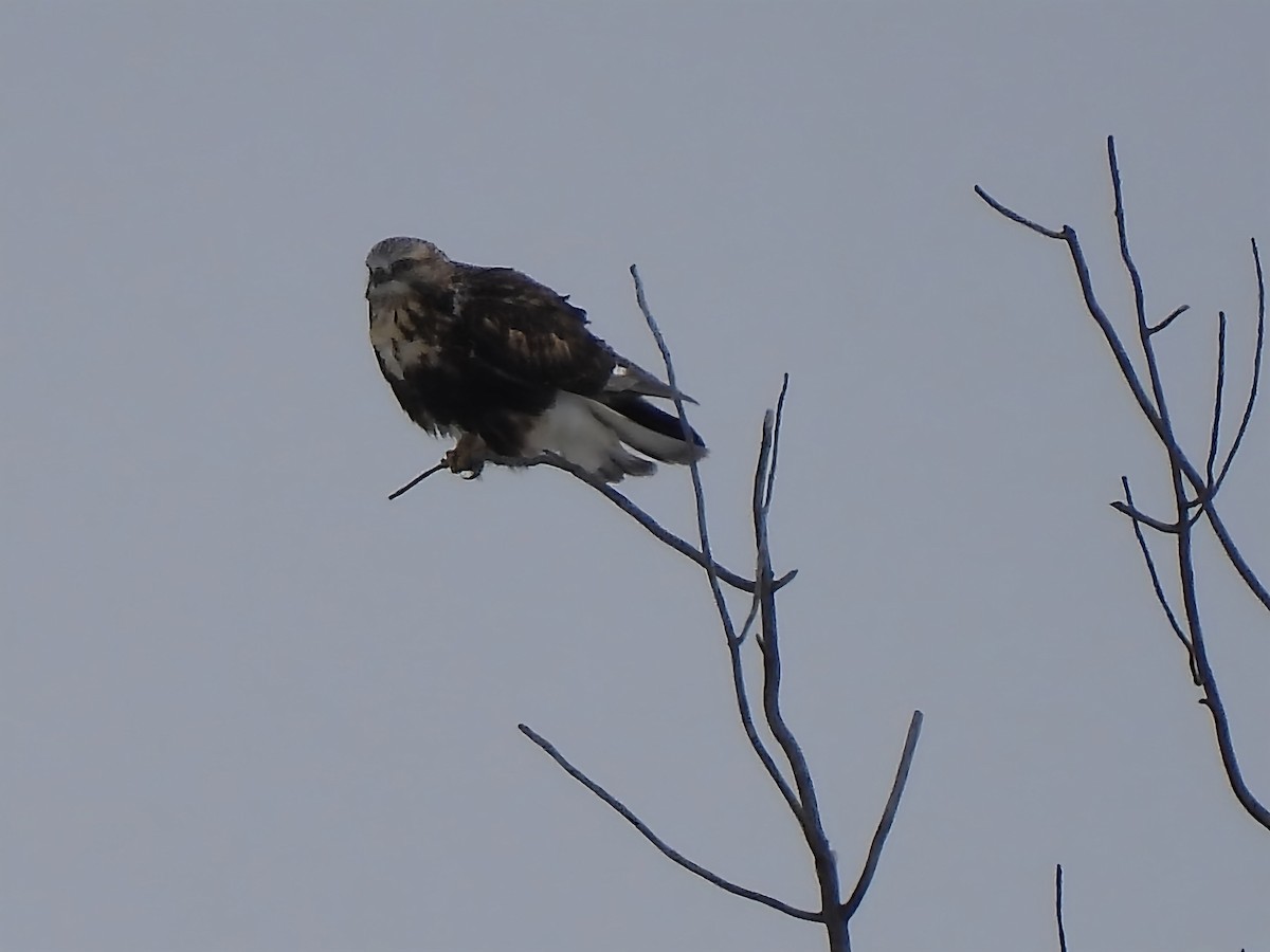 Rough-legged Hawk - ML646352575