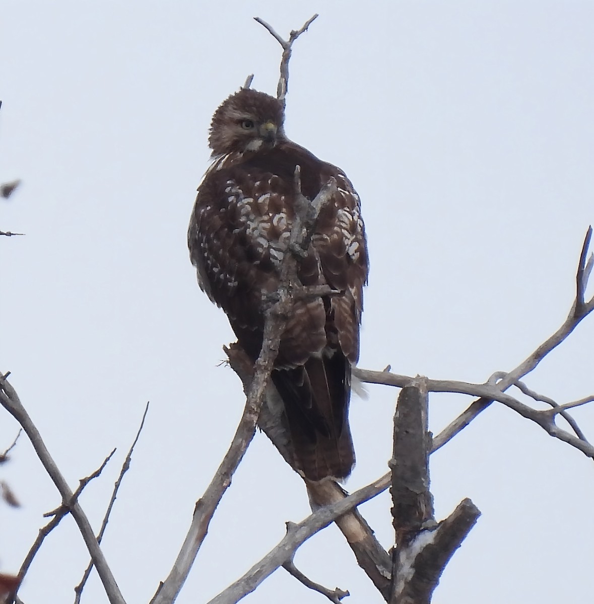 Red-tailed Hawk - ML646352576