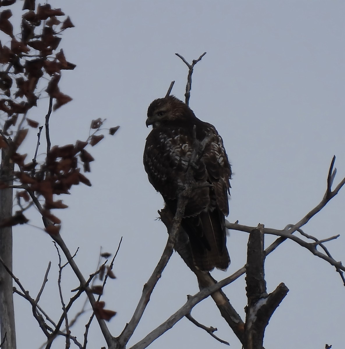 Red-tailed Hawk - ML646352577
