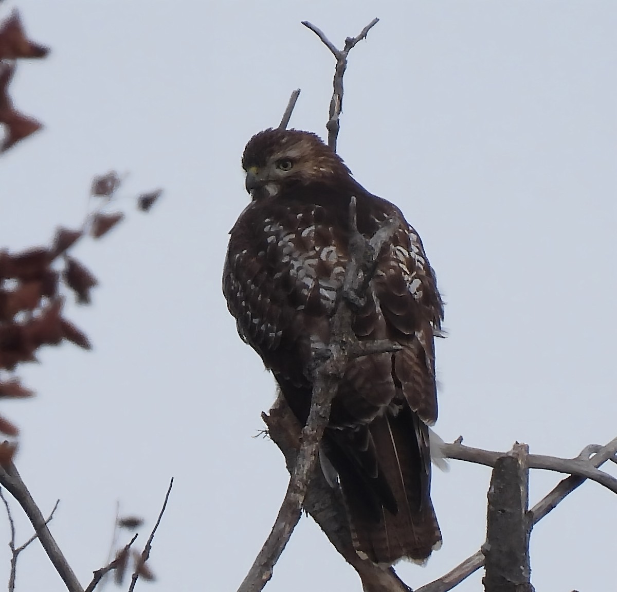 Red-tailed Hawk - ML646352578