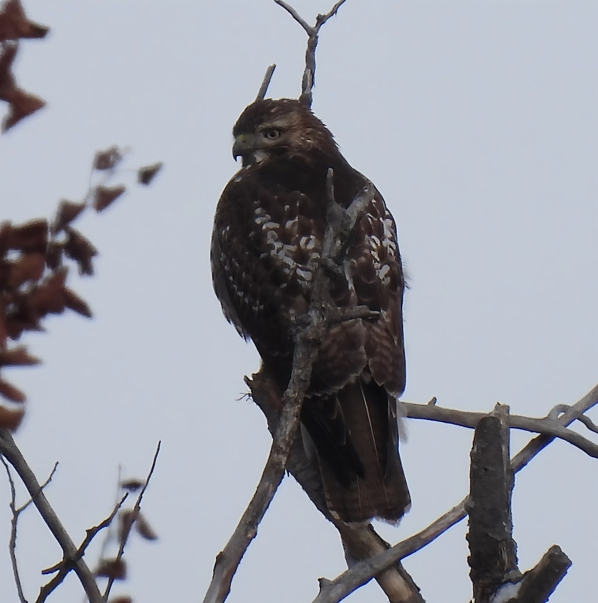 Red-tailed Hawk - ML646352579