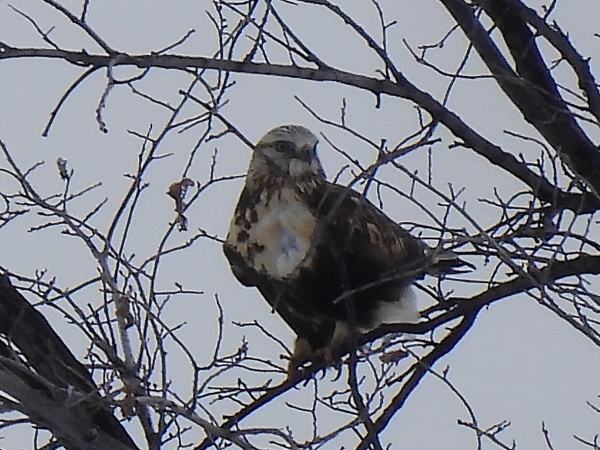 Rough-legged Hawk - ML646352580