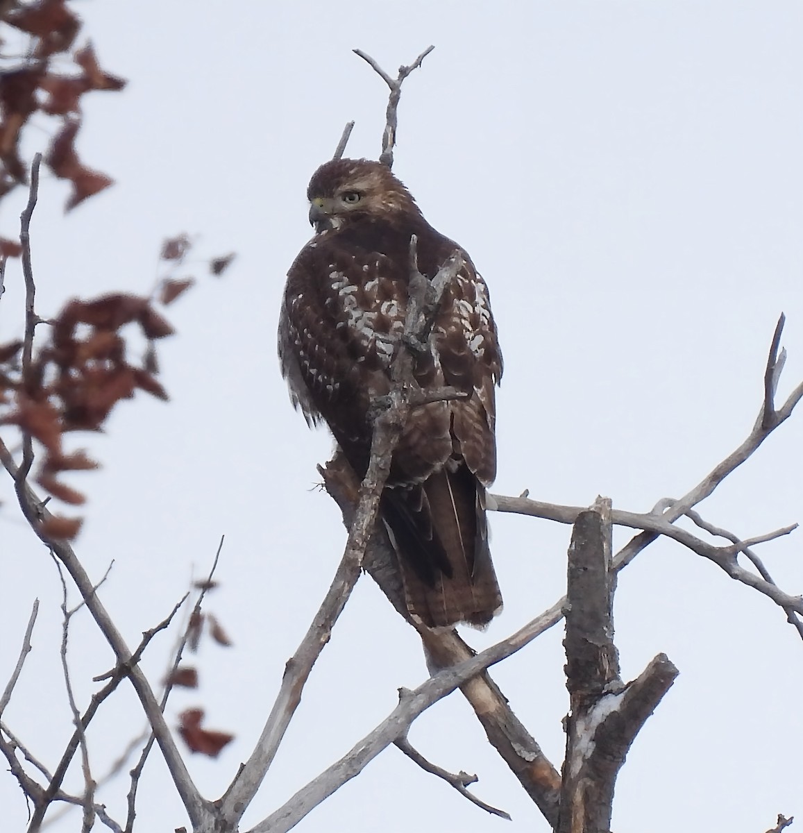 Red-tailed Hawk - ML646352581