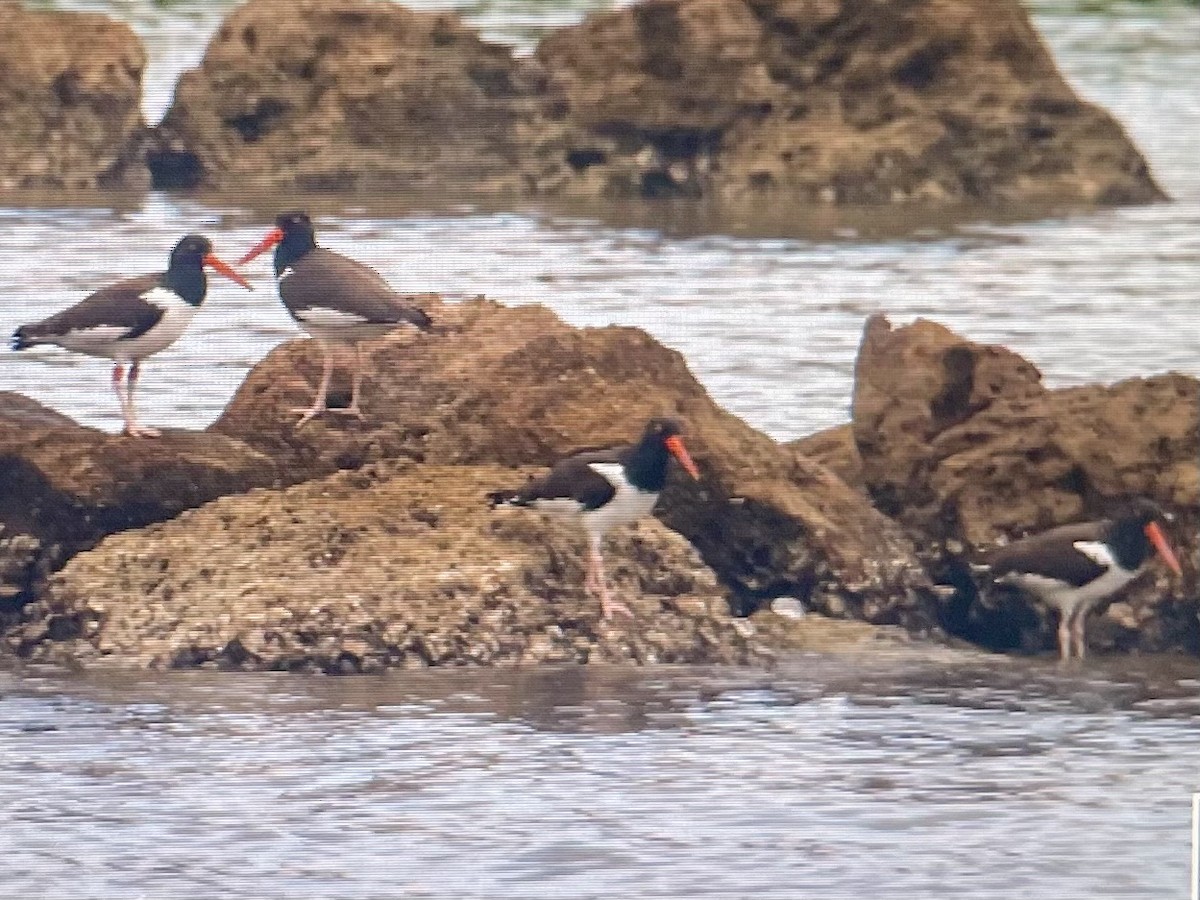 American Oystercatcher - ML646352582