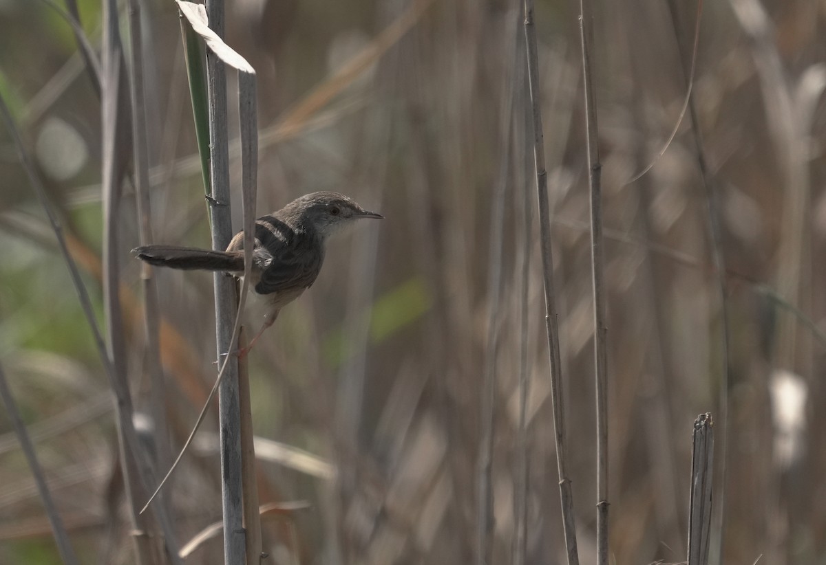 Принія афро-азійська - ML646352585