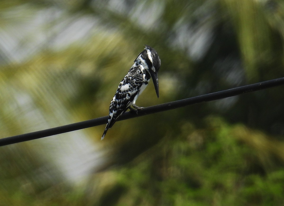 ヒメヤマセミ - ML646352586