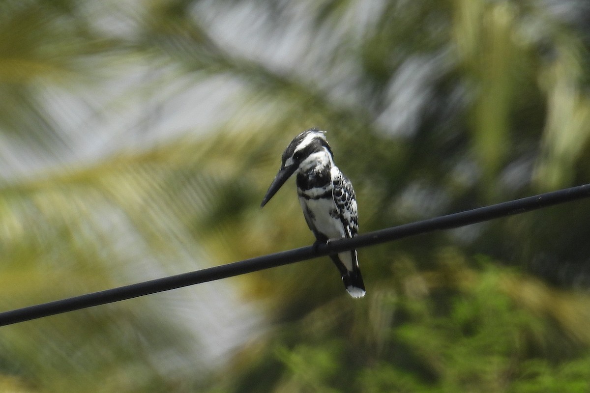 ヒメヤマセミ - ML646352587