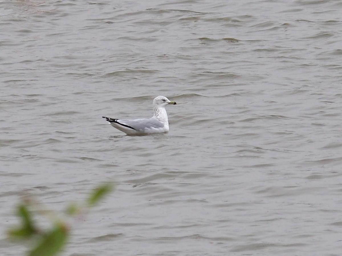 Ring-billed Gull - ML646352593