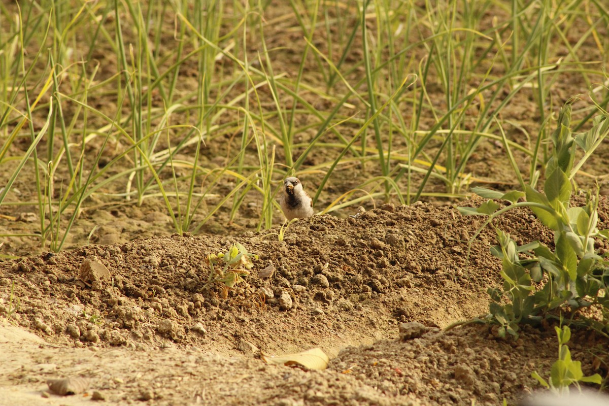 イエスズメ - ML646352594