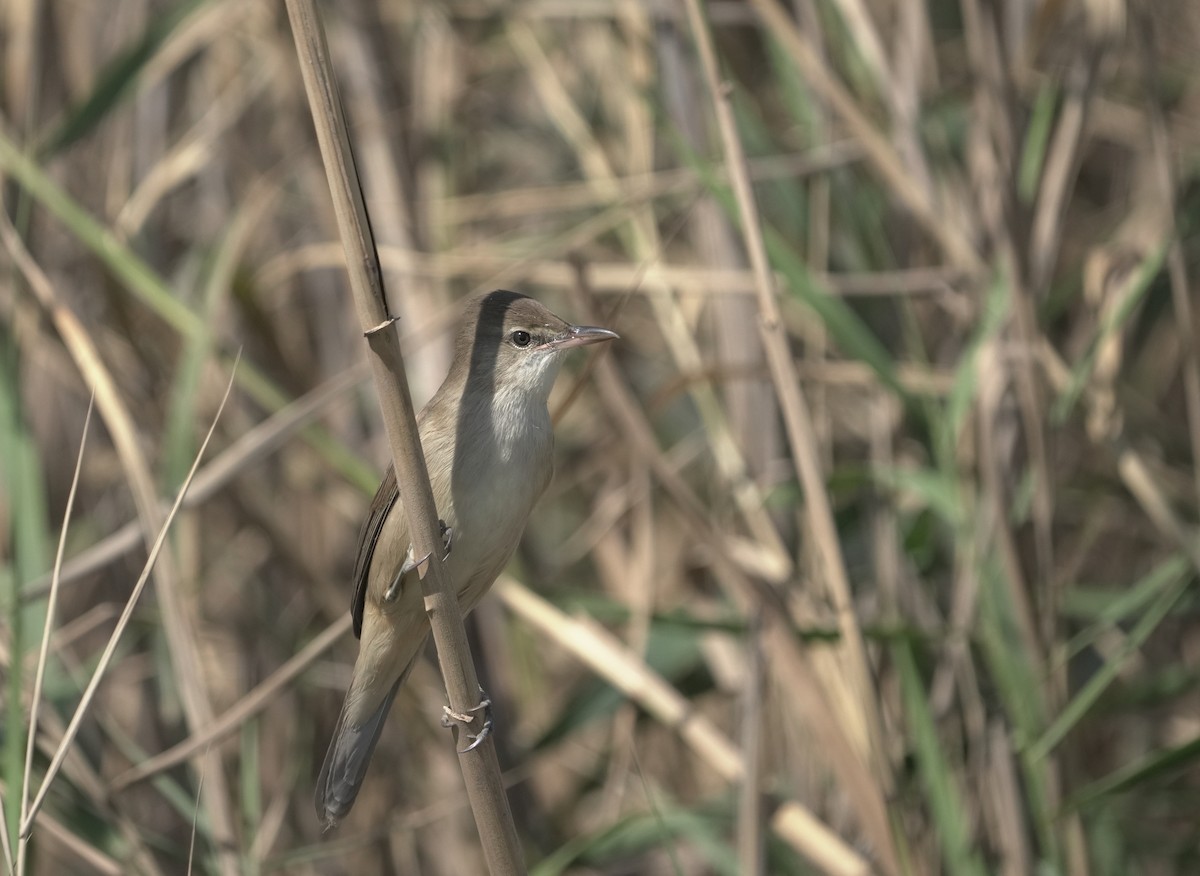 Clamorous Reed Warbler - ML646352595