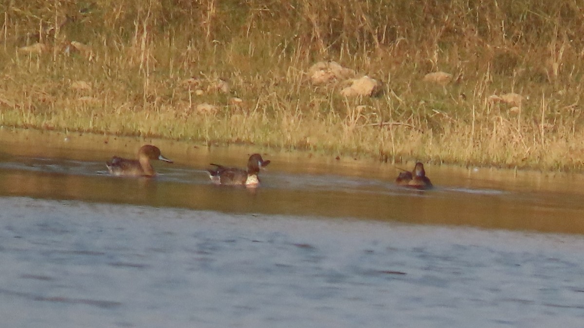 オナガガモ - ML646352599