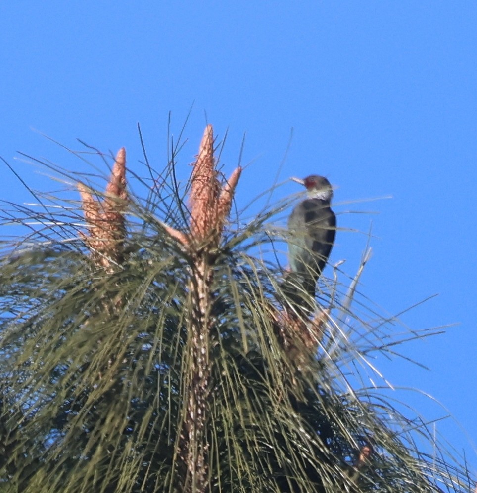 ルイスキツツキ - ML646352600