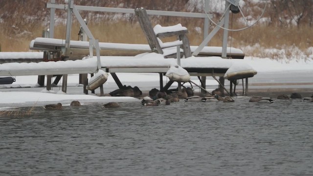 American Wigeon - ML646352607