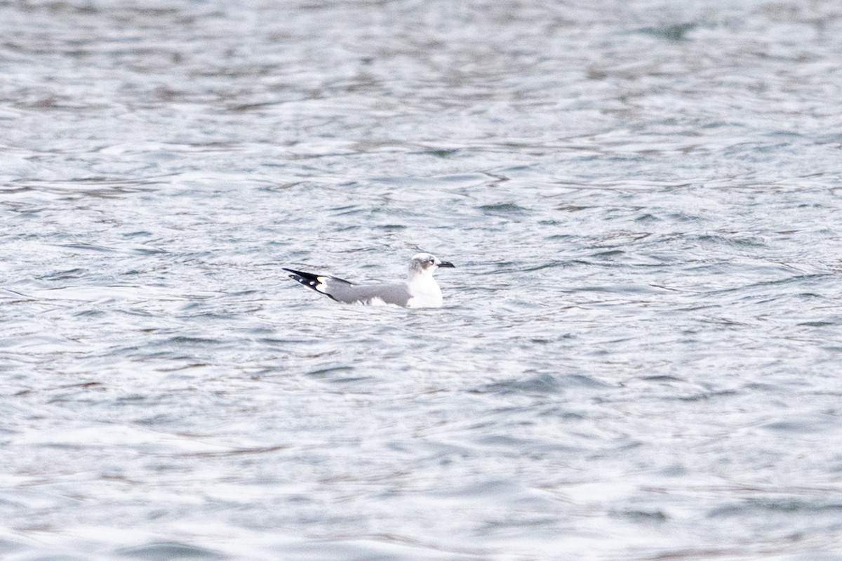 ワライカモメ - ML646352609