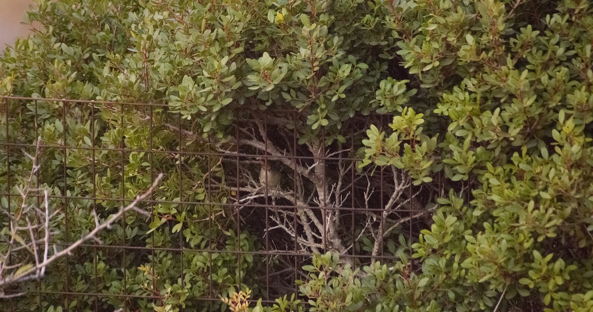 ズグロムシクイ - ML646352610