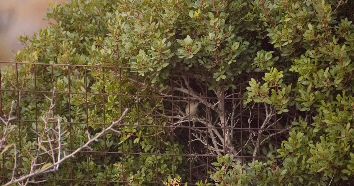 ズグロムシクイ - ML646352611