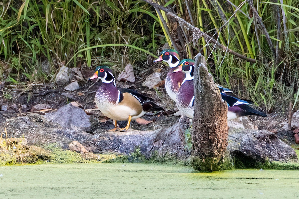 アメリカオシ - ML646352612