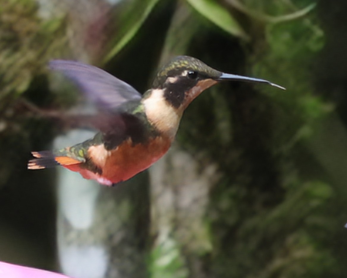 フジノドハチドリ - ML646352613