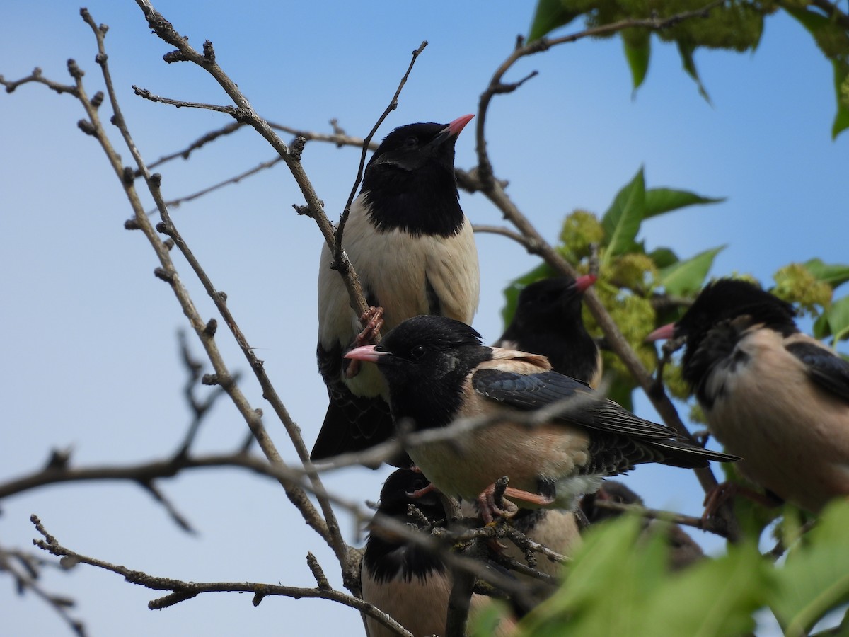 バライロムクドリ - ML646352616