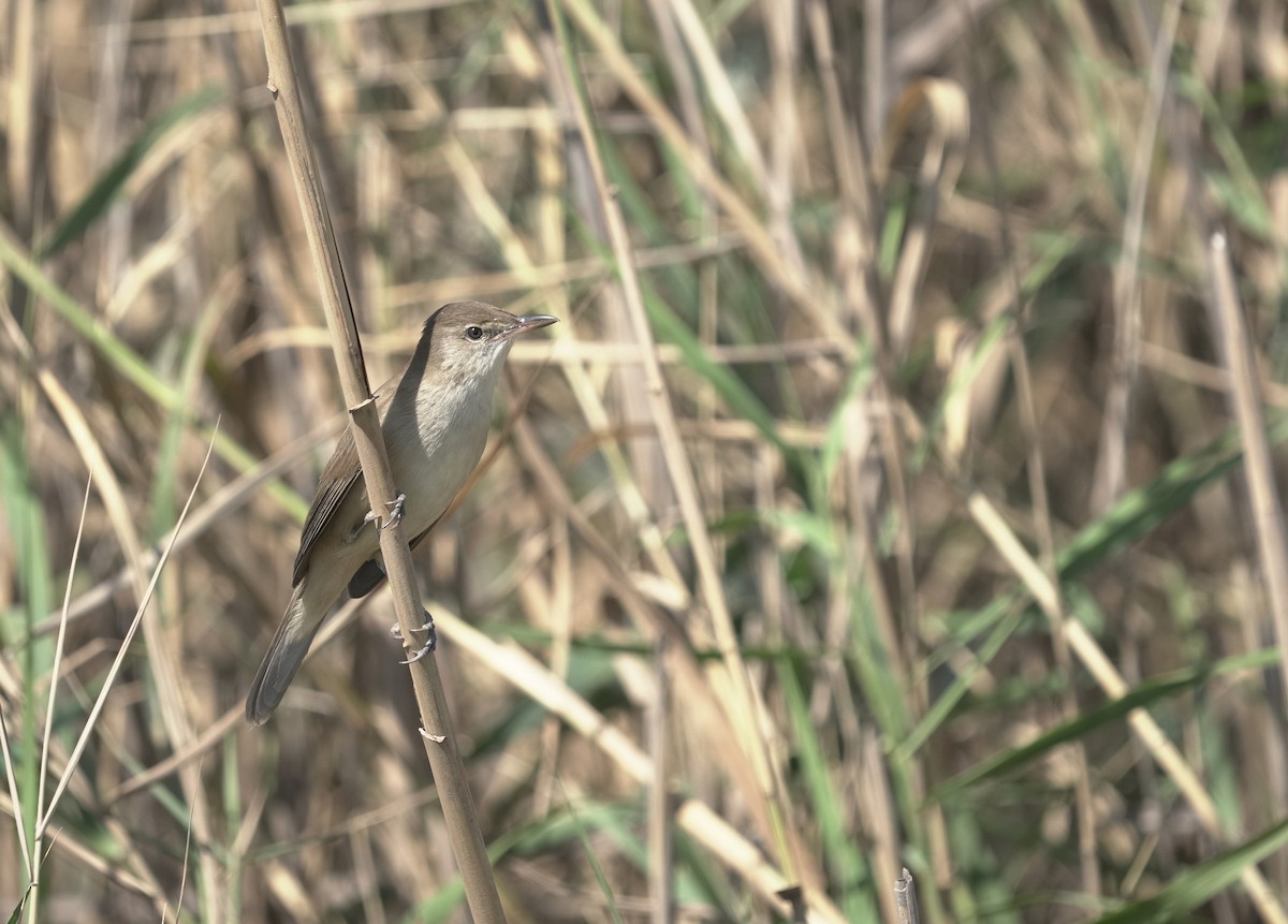 チュウヨシキリ - ML646352617