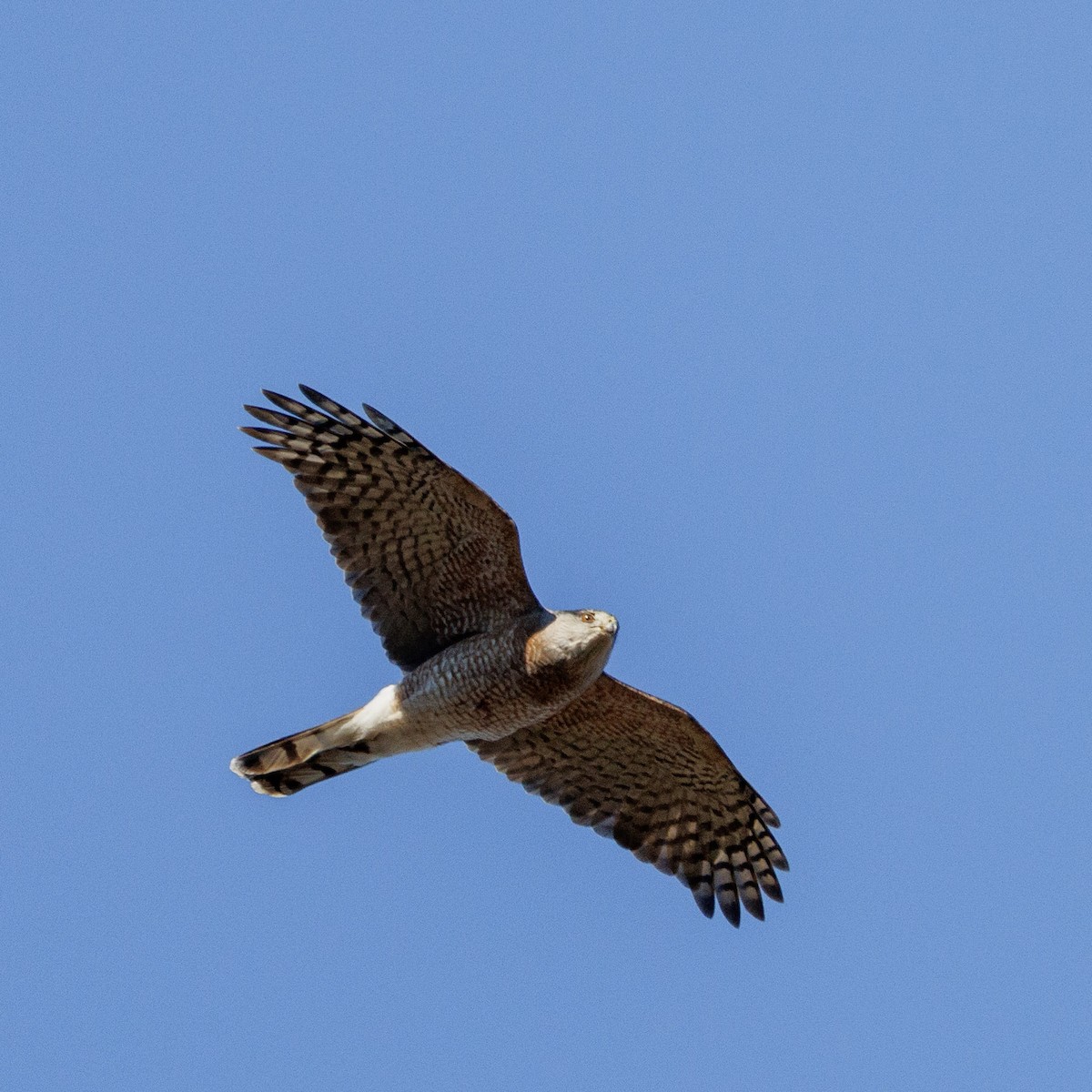 クーパーハイタカ - ML646352618