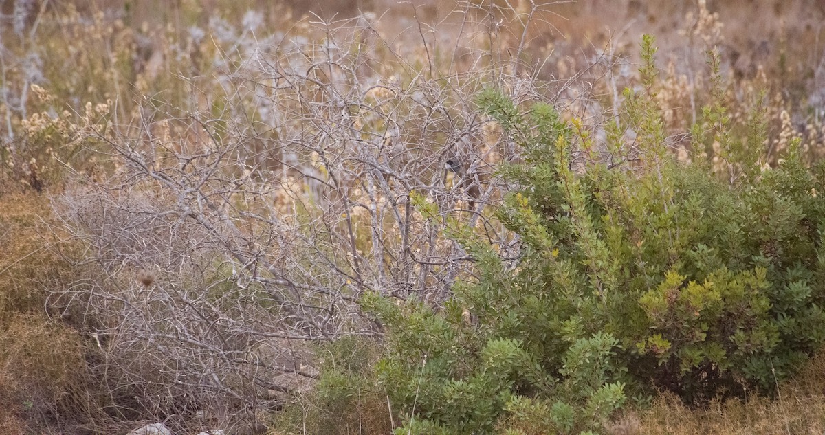Samtkopf-Grasmücke - ML646352620