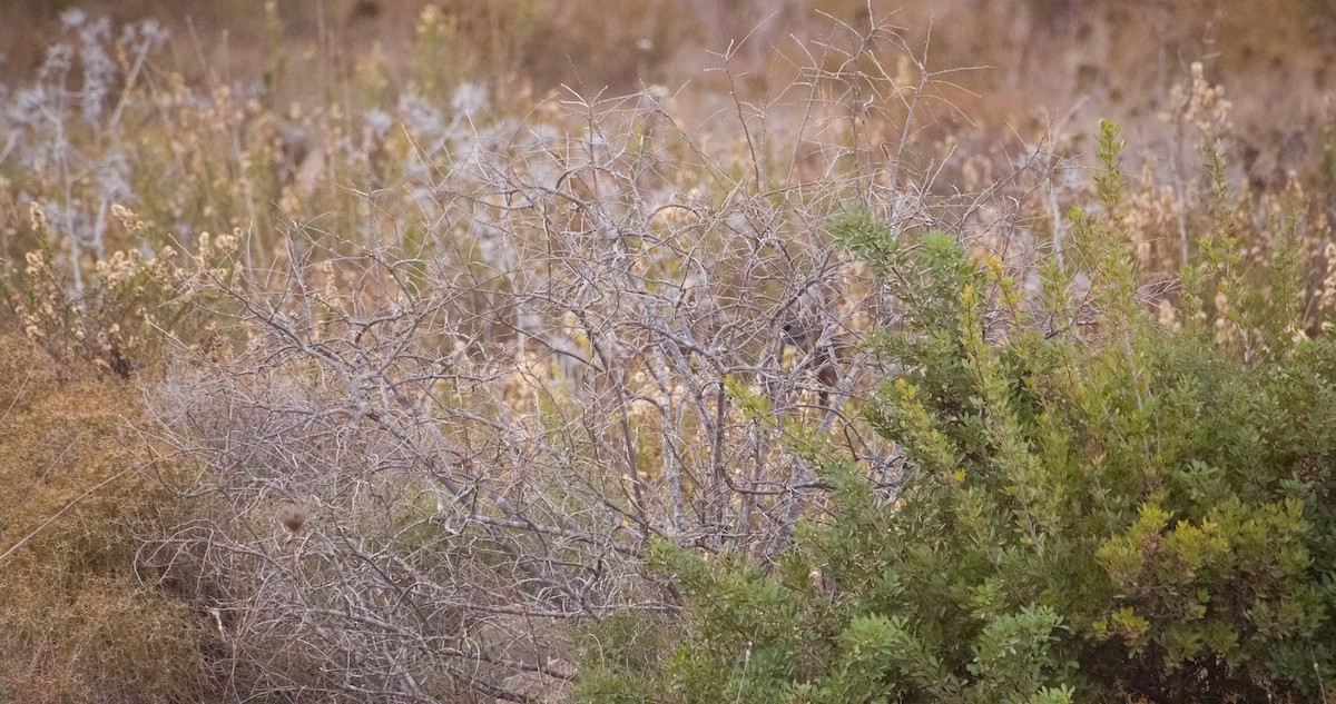 Samtkopf-Grasmücke - ML646352621