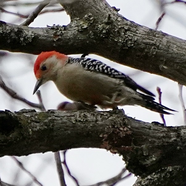 シマセゲラ - ML646352622