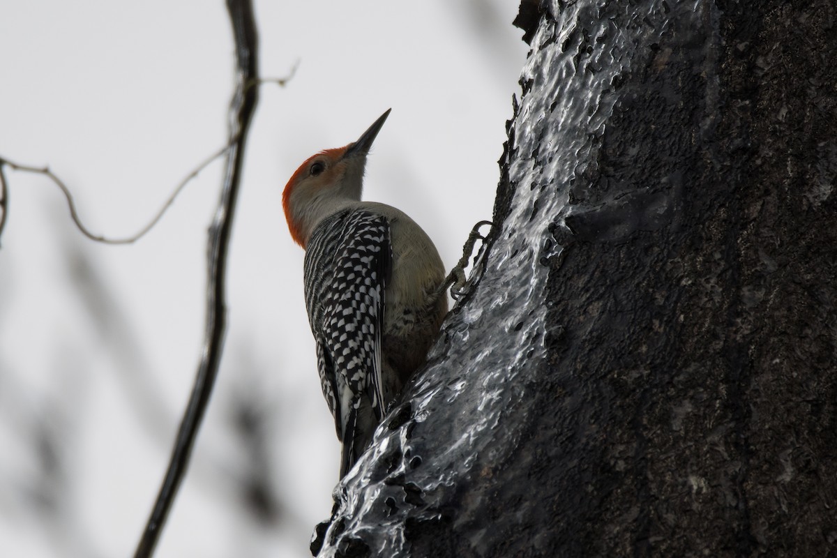 シマセゲラ - ML646352623