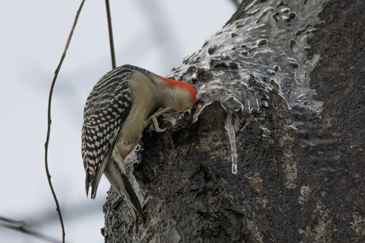 シマセゲラ - ML646352624