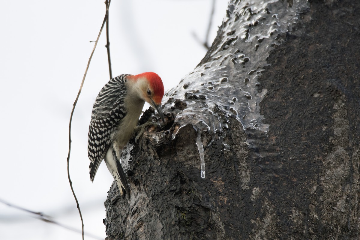 シマセゲラ - ML646352625