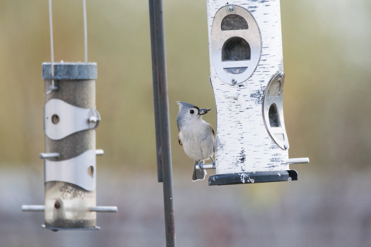 エボシガラ - ML646352626