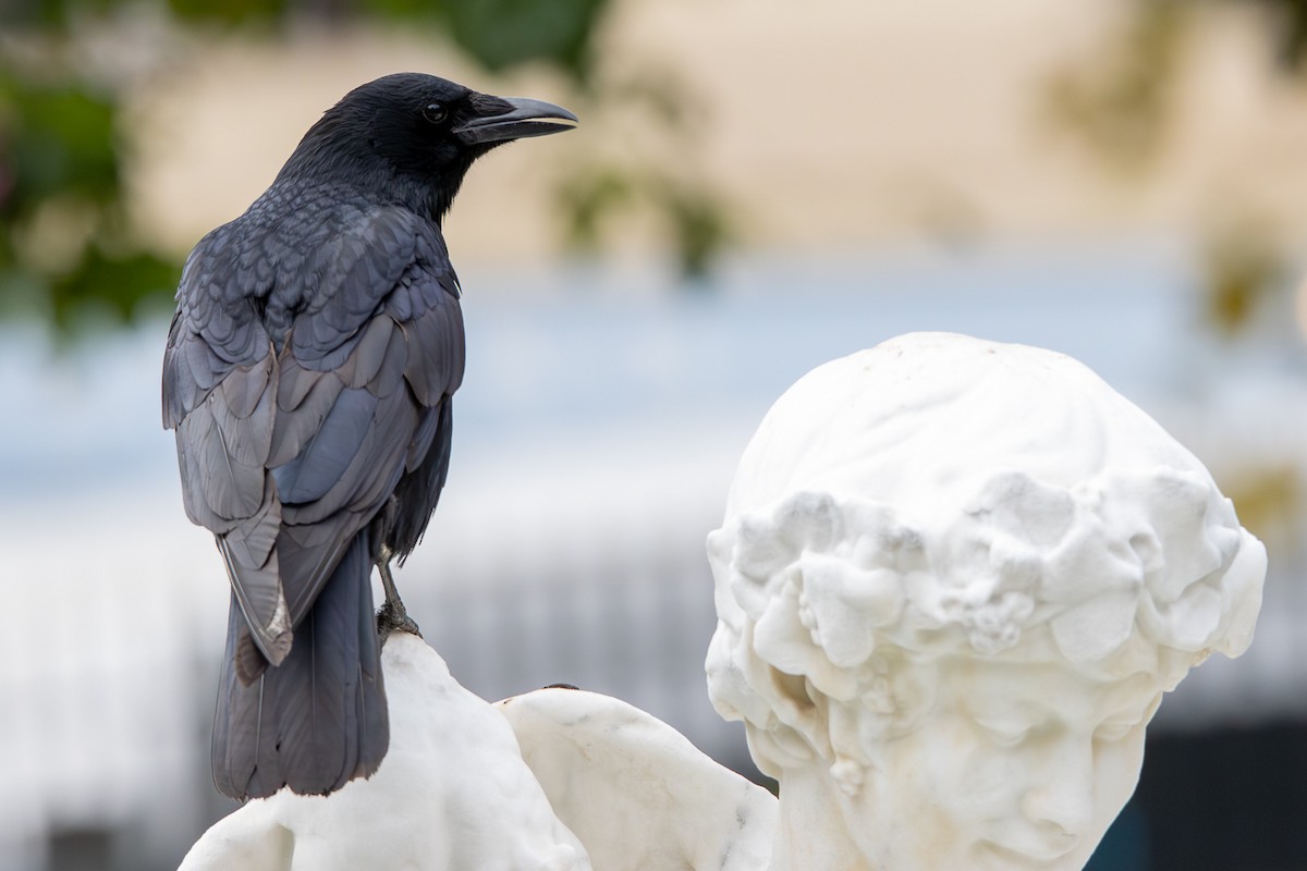 ハシボソガラス - ML646352627