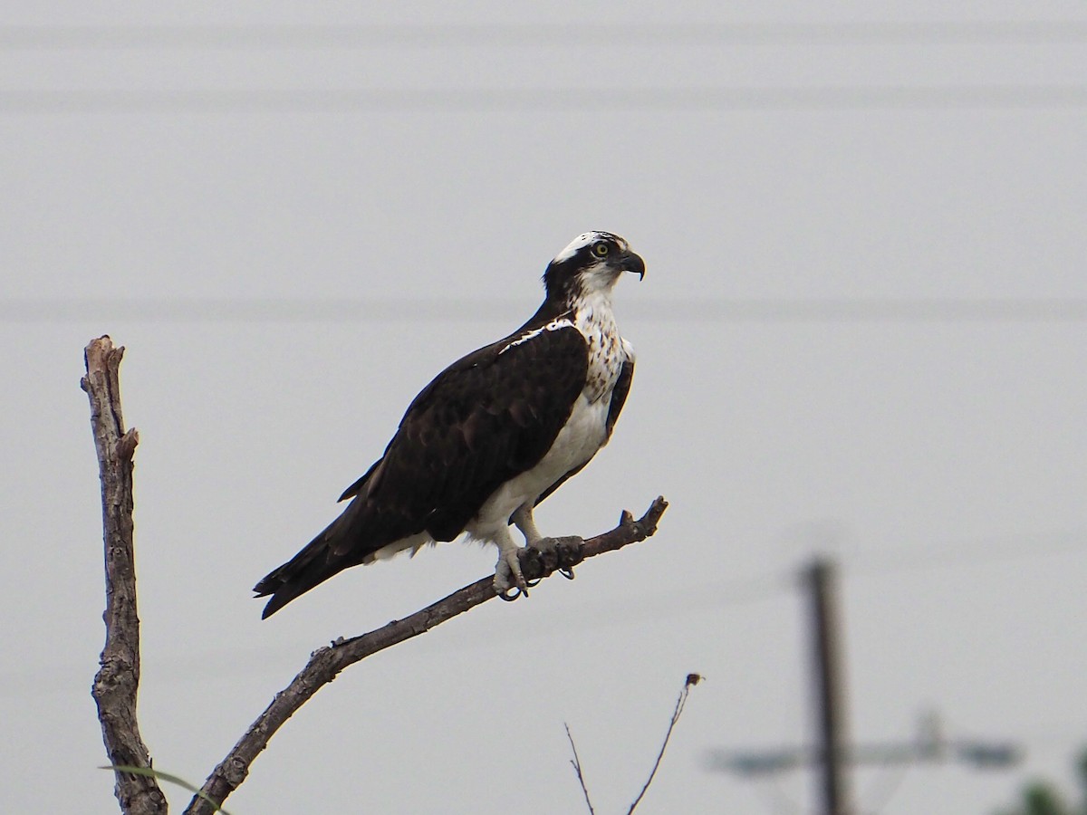 Osprey - ML646352628